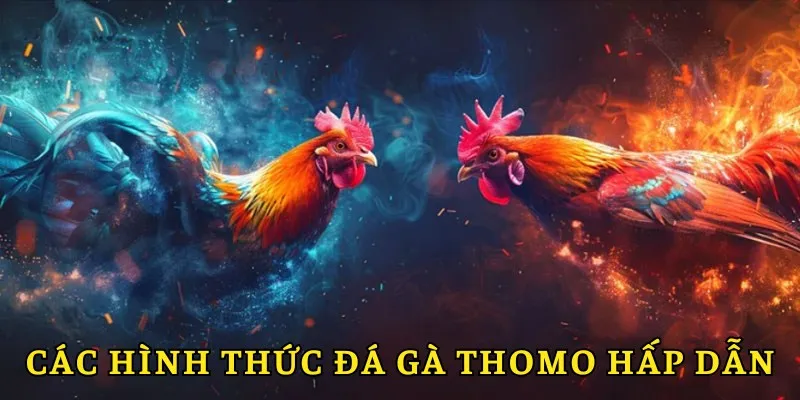Các hình thức gà đá thomo phổ biến 2025