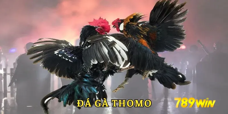 đá gà thomo 789win