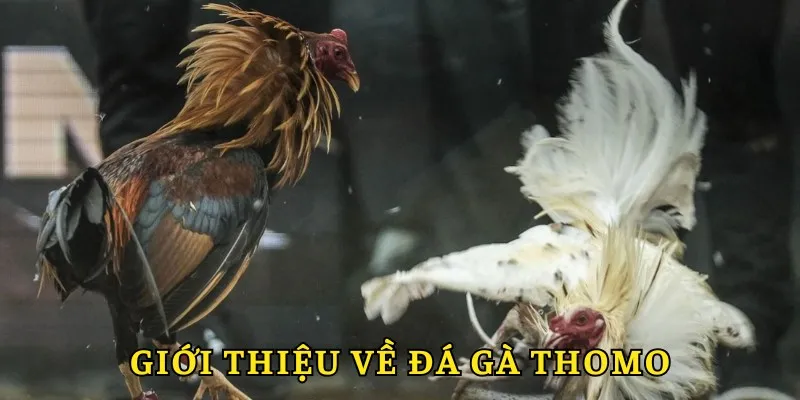 Đá gà Thomo - Những trận đấu gay cấn
