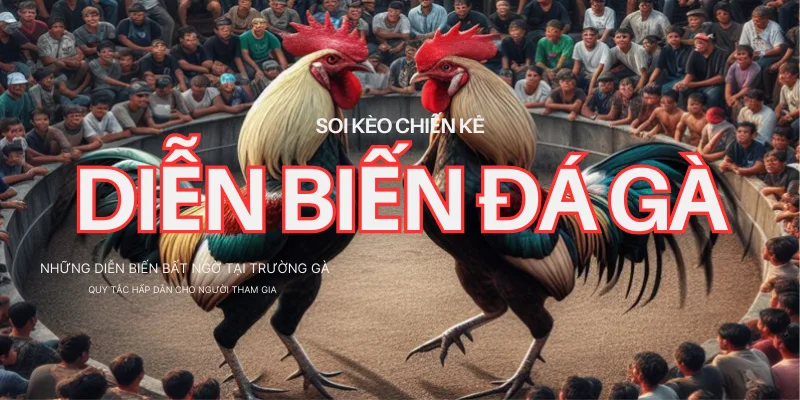 Diễn biến chung của một trận chọi kê trên trường đấu bạn nên biết