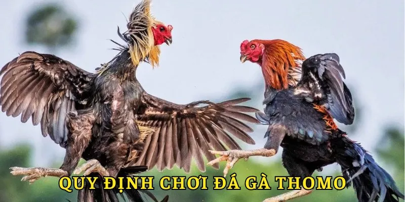 Quy định luật chơi cơ bản