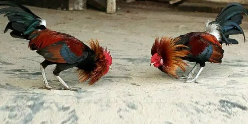 Vô vàn các siêu phẩm đá gà cho thành viên lựa chọn