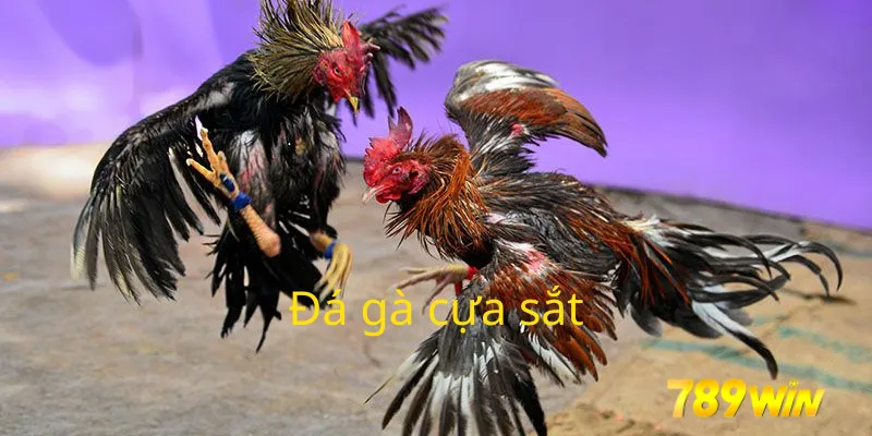 Đá gà cựa sắt 789Win